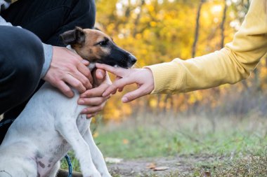 Düz tilki korkunç köpek bir parkta tasma. Genç fox terrier köpek iki kişinin elinde tasma