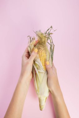 Eller, soluk pembe arka plan içinde Mısır koçanı. Kadın parmak sarı tırnakları Mısır kulak peeling ile soyut resim