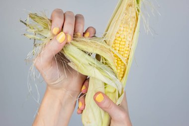 Mısır koçanı tutan eller. Kadın parmak sarı tırnakları Mısır kulak peeling ile soyut resim