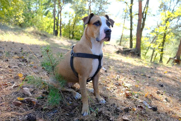 Pies Siedzi Sosnowym Lesie Słoneczny Jesienny Dzień — Zdjęcie stockowe