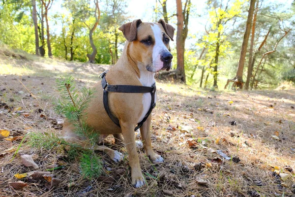 Милий Собака Сидить Сосновому Лісі — стокове фото