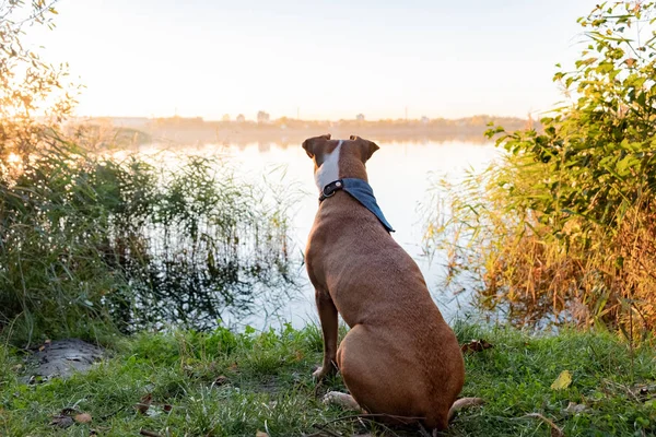 Pes Sedí Jezera Krásný Západ Slunce Břehu Řeky Psem Při — Stock fotografie