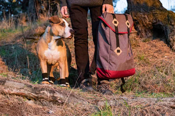 Hiker and dog in hiking shoes stand side by side in the forest. Dog in hiking boots and male person holding backpack pictured in evening sun