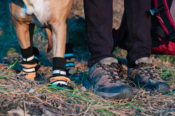 Caminhante Cão Sapatos Caminhada Ficar Lado Lado Floresta Pernas Patas — Fotografia de Stock