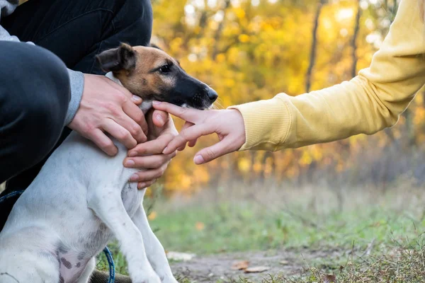 Gładki Lis Terier Szczeniak Smyczy Parku Młody Fox Terrier Pies — Zdjęcie stockowe