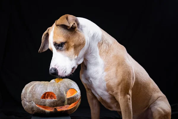 Dog Halloween Pumpkin Lantern Black Background Cute Staffordshire Terrier Puppy — Stock Photo, Image