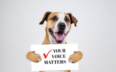 Amerikan seçim aktivizm kavramı ile staffordshire terrier köpek. Komik pitbull terrier 