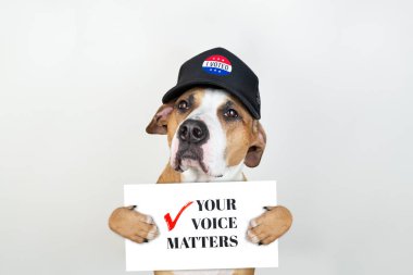Amerikan seçim aktivizm kavramı: staffordshire terrier köpek vatansever beysbol şapkalı. Kamyoncu şapkası 