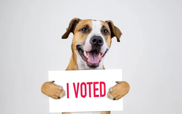 Amerikaanse Verkiezingen Activisme Concept Met Staffordshire Terrier Hond Grappige Pitbull — Stockfoto