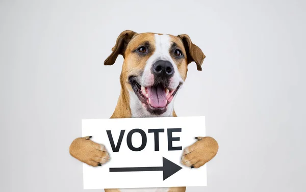 American Election Activism Concept Staffordshire Terrier Dog Funny Pitbull Terrier — Stock Photo, Image