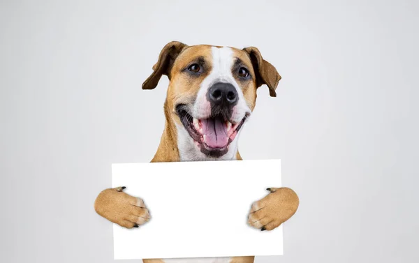 美国选举行动主义概念与斯塔福德郡狗 有趣的斗牛犬拿着空的标志在演播室背景 — 图库照片