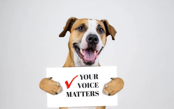 Concept Militantisme Électoral Américain Avec Staffordshire Terrier Dog Drôle Pitbull — Photo