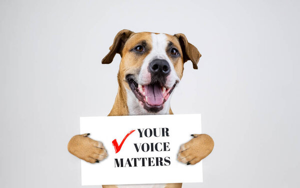 Концепция американского электорального активизма со стаффордширским терьером. Смешной питбуль терьер держит знак "ваш голос вопросы" на фоне студии
