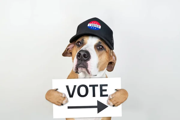 Amerikaanse Verkiezingen Activisme Concept Staffordshire Terrier Hond Patriottische Honkbal Hoed — Stockfoto