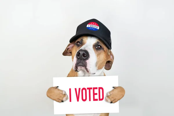 American Election Activism Concept Staffordshire Terrier Dog Patriotic Baseball Hat — Stock Photo, Image