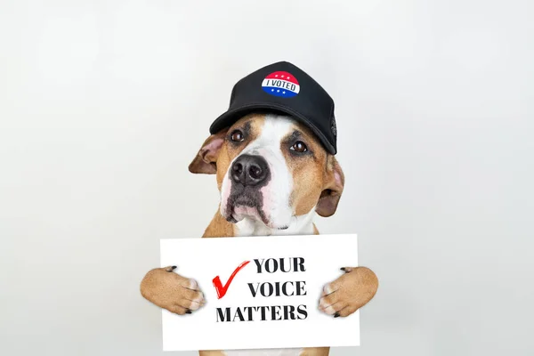 Amerikaanse Verkiezingen Activisme Concept Staffordshire Terrier Hond Patriottische Honkbal Hoed — Stockfoto