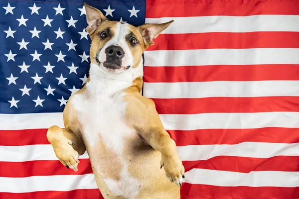 Американская Патриотическая Собака Смешной Стаффордширский Терьер Позирует Перед Флагом Сша — стоковое фото