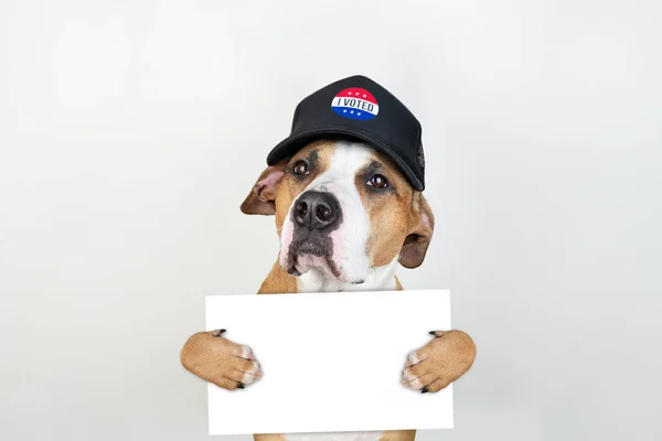 Koncepcja Aktywizmu Amerykański Wybory Staffordshire Terrier Pies Hat Baseball Patriotyczne — Zdjęcie stockowe