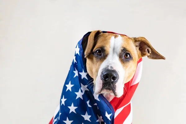 Retrato Cão Patriótico Americano Engraçado Staffordshire Terrier Envolto Eua Bandeira — Fotografia de Stock