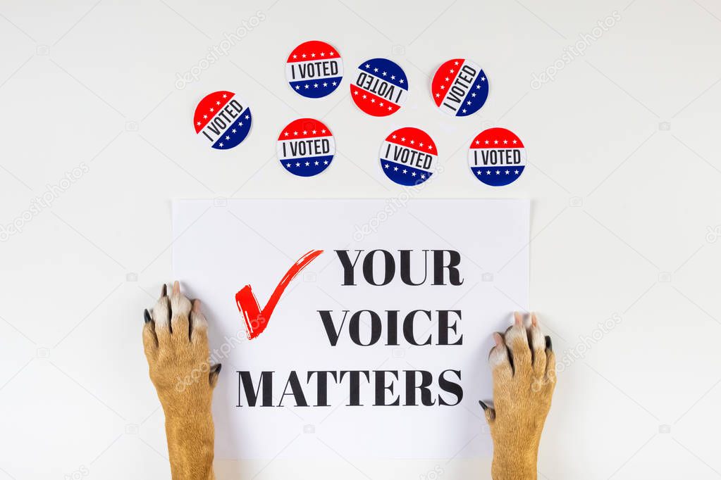American election activism concept with dog paws. Top view of political sign and vote day badges on white background