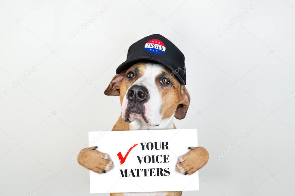 American election activism concept: staffordshire terrier dog in patriotic baseball hat.  Pitbull terrier in trucker hat with 