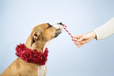 Noel veren konsepti sunar. İnsan eli şeker kamışı bir köpek için verir.