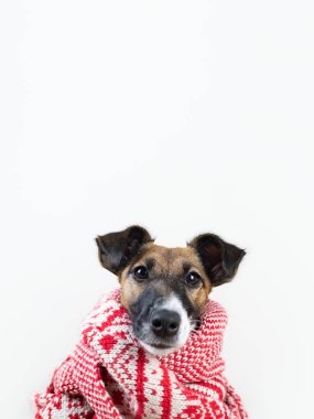 Sevimli köpek yavrusu kış beyaz ve kırmızı fularlı. Genç fox terrier köpek kış giysileri studio arka plan, portresi