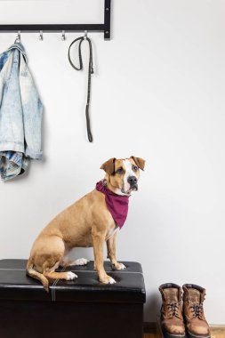 Köpek oturan ve giriş holü bir yürüyüş için bekliyor. Staffordshire terrier köpek yavrusu ev veya düz dışarı çıkmaya hazır getting bir koridorda