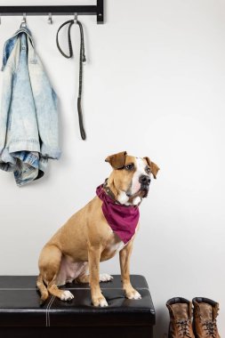 Köpek oturan ve giriş holü bir yürüyüş için bekliyor. Staffordshire terrier köpek yavrusu ev veya düz dışarı çıkmaya hazır getting bir koridorda