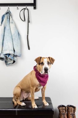 Köpek oturan ve giriş holü bir yürüyüş için bekliyor. Staffordshire terrier köpek yavrusu ev veya düz dışarı çıkmaya hazır getting bir koridorda