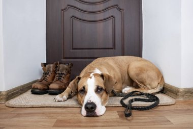 Köpekle yürüyüşe bekleyen bir tasma. Staffordshire terrier köpek bir paspas dairenin ön kapının yanında yatan bir tasma ile.