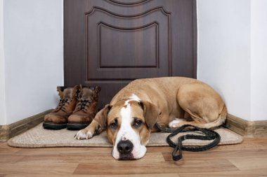 Dog with a leash waiting for a walk. Staffordshire terrier dog with a leash lying on a  doormat near the front door of the apartment. clipart