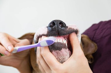 Köpeğin diş fırçalama. Dişlerle ilgili sağlık bilgisi kavramı: evde beslenen hayvan sahip bir diş fırçası bir köpek dişleri temizler