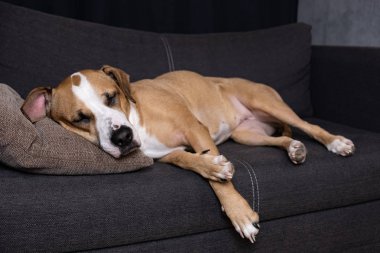 Kanepede uyumak köpek. Staffordshire korkunç bir kanepe rahat oturma odasında istirahat portresi