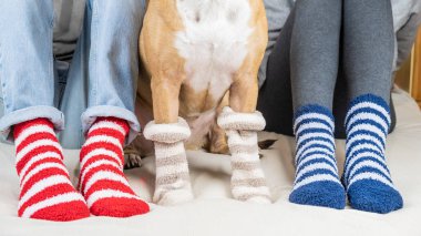 Staffordshire terrier ve benzer çizgili çorap giyen yatağın üstüne oturan iki kişi. Evde beslenen hayvan mülkiyet ve köpek yatak odası, bir köpek bir aile üyesi olarak kavramı oturan renkli çoraplı.