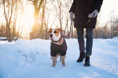 Bir köpek ceket ile soğuk kış gününde yürüyüş. Kişi ile a köpek üstünde kira kontratı bir park sıcak giyim