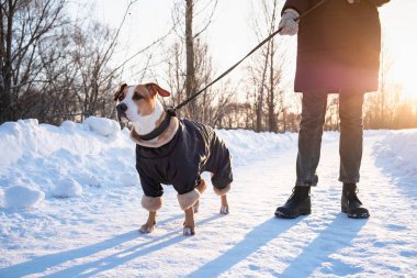 Bir köpek ceket ile soğuk kış gününde yürüyüş. Kişi bir park tasma sıcak parka bir köpek ile