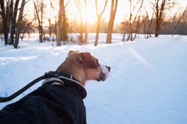 Walking with a dog in warm parka on cold winter day. Dog on the leash at a park , close-up view clipart