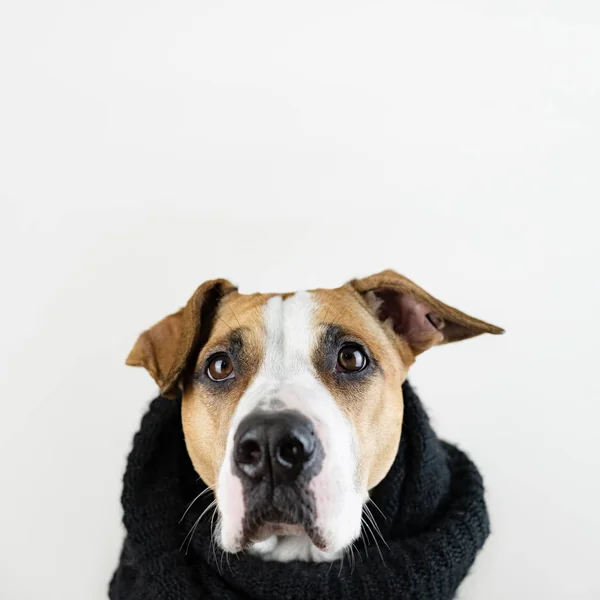 Χαριτωμένος Σκύλος Ζεστά Ρούχα Έννοια Αντίγραφο Χώρο Μεγέθυνση Εικόνας Του — Φωτογραφία Αρχείου