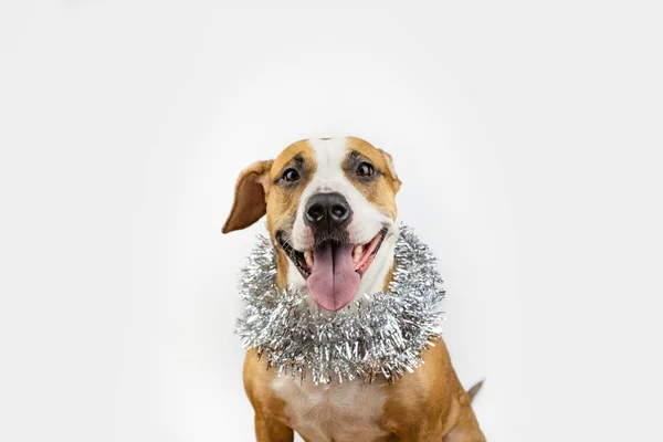 Cute Beautiful Dog Christmas Tinsel Neck Portrait Staffordshire Terrier White — Stock Photo, Image