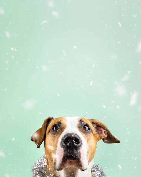 Lindo Perro Hermoso Oropel Navidad Alrededor Del Cuello Retrato Staffordshire —  Fotos de Stock