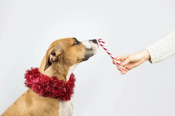 Hund Weihnachtlichen Lametta Schal Bekommt Ein Zuckerrohr Leckerli Vom Menschen — Stockfoto