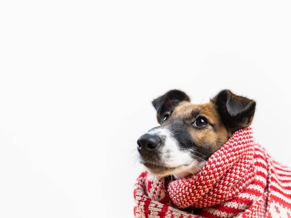 Cachorrinho Bonito Cachecol Inverno Branco Vermelho Olhando Para Cima Retrato — Fotografia de Stock