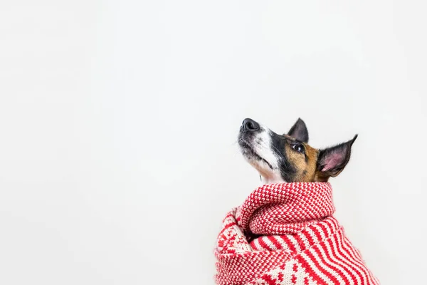可爱的小狗在白色和红色的冬季围巾抬头看了看 年轻狐狸狗狗在冬天衣服在演播室背景 — 图库照片