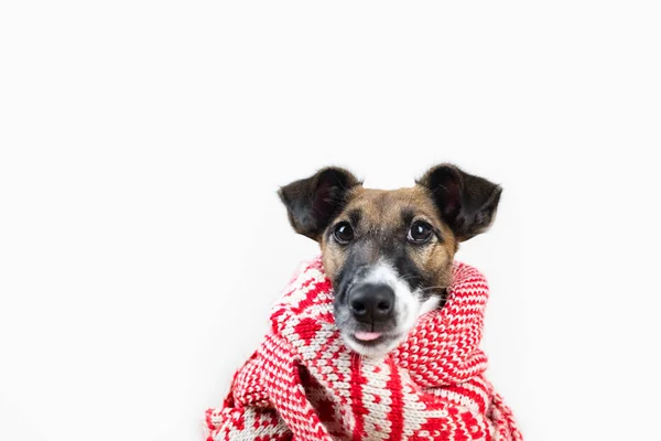 Cachorrinho Bonito Cachecol Inverno Com Língua Engraçada Destacando Retrato Cão — Fotografia de Stock
