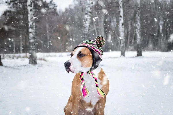 Cão Inverno Tricotar Chapéu Livre Neve Terrier Staffordshire Bonito Uma — Fotografia de Stock