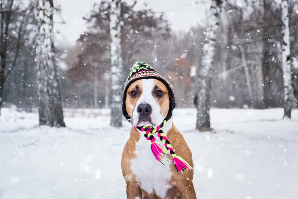 Retrato Cão Chapéu Malha Inverno Livre Neve Terrier Staffordshire Bonito — Fotografia de Stock