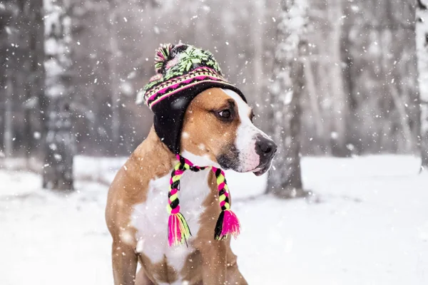 Perro Invierno Tejer Sombrero Aire Libre Nieve Lindo Staffordshire Terrier —  Fotos de Stock