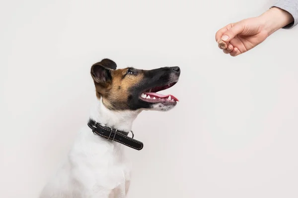 Zeki tilki korkunç köpek yavrusu insan, izole arka plan treet alarak. Sevimli küçük köpek onu bir tanımlama bilgisi veren insan el altında görünüyor.