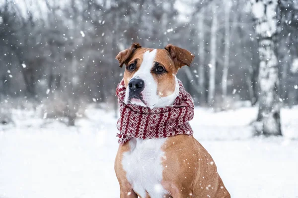 Retrato Cão Cachecol Inverno Livre Terrier Staffordshire Bonito Floresta Dia — Fotografia de Stock